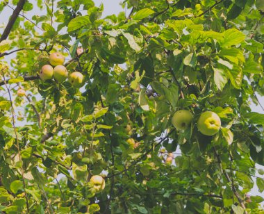 Güneşli bir gün tatlı elma ile bir şube