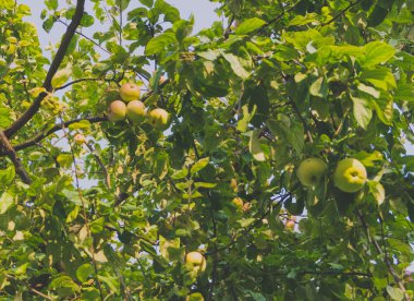 Şube ile güneşli gün tatlı yeşil elma