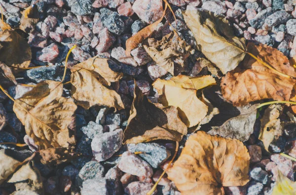 Em uma pequena pedra que jaz folhas secas — Fotografia de Stock