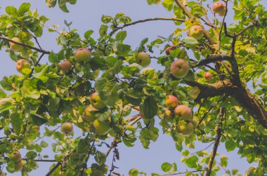  Güneşli bir günde bir ağaç dalı üzerinde sulu lezzetli elma