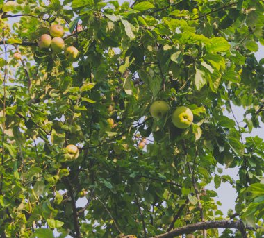  Yeşil elma ile kabarık şube
