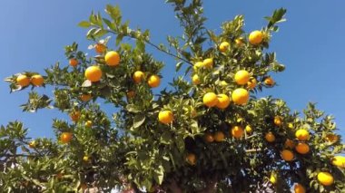 Yazın gökyüzünün arka planında güneşli gün portakal ağacı
