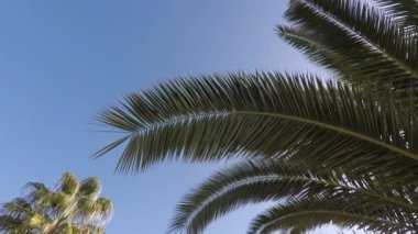 Büyük, çiçekli palmiye ağaçları güneşli bir gökyüzüne karşı
