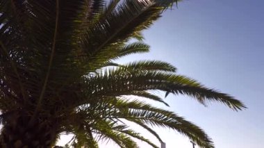 Büyük, çiçekli palmiye ağaçları güneşli bir gökyüzüne karşı