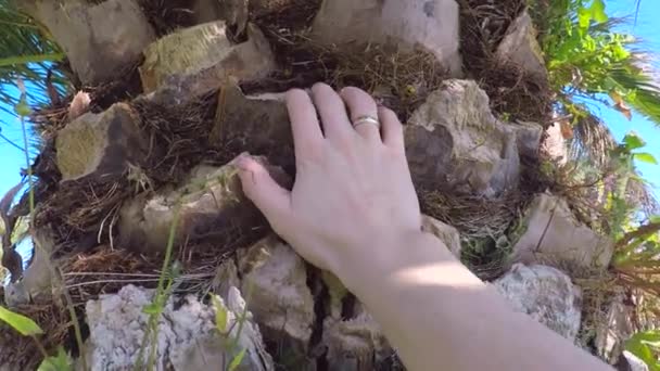 The close up of the trunk of a palm tree that a man touches with his hand — Stock Video