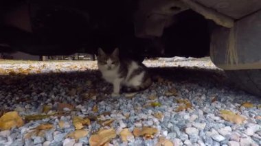 Kedi yavrusu bir arabanın altında insanlardan saklanıyor.