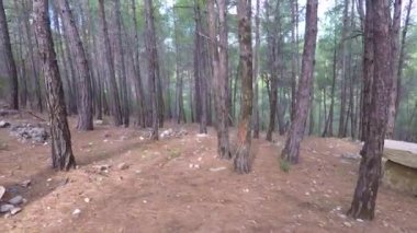 Ormanın ortasında uzun çam ağaçları olan bir patika.