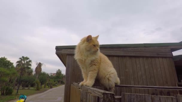 木屋上那只毛茸茸的红猫 — 图库视频影像