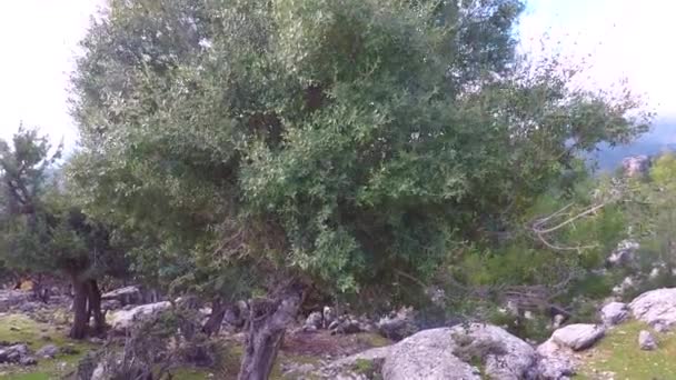 The close-up of a tree and a branch in the mountains — Vídeo de Stock
