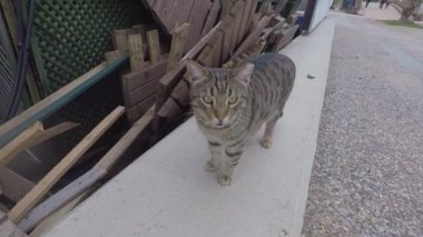 Gri kedi avare yiyecek arıyor.