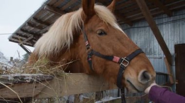 Büyük at ellerinden samanla besleniyor.