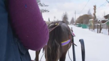 Kış çiftçisi bir midilli tarafından çekilen bir kızakla geziyor.