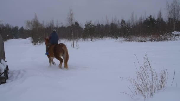 Зима кінь з вершником ходить на засніженому полі — стокове відео