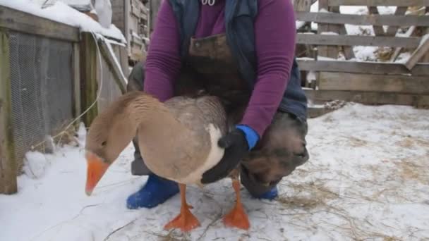 Im Winter ist eine erwachsene Gans in den Händen eines Bauern — Stockvideo