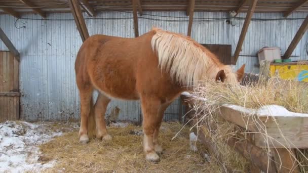 Folden er en voksen hest, der spiser hø – Stock-video