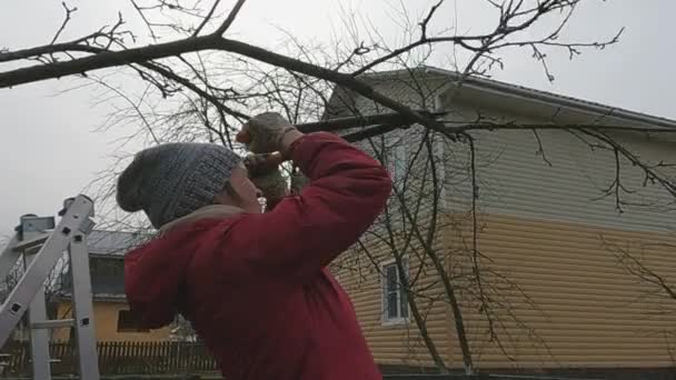 Рабочий занимается обрезкой садовых плодовых деревьев — стоковое видео