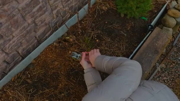 Bahçıvan budama makası ile hasta gül çalıları — Stok video
