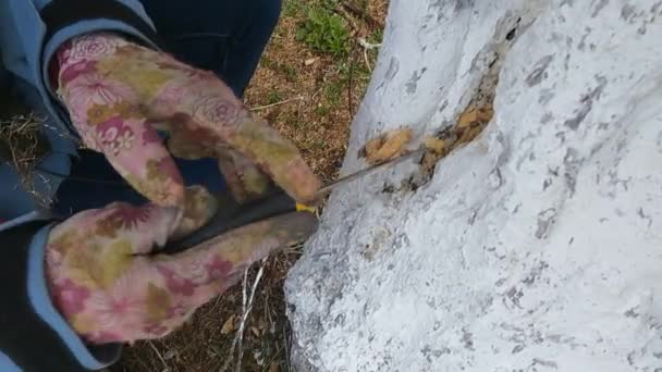 O jardineiro limpa o oco de uma árvore de jardim doente com uma faca — Vídeo de Stock