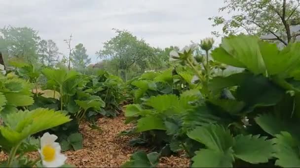 På en solig vårdag sängar av jordgubbsblommor — Stockvideo