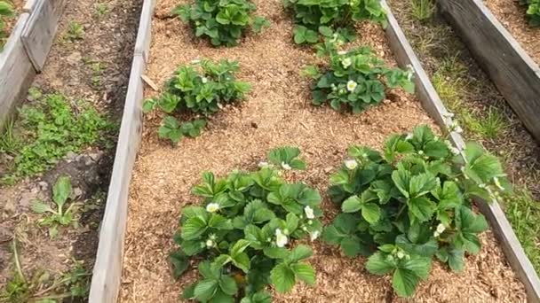 O em umas camas de dia de primavera ensolaradas de flores de morango — Vídeo de Stock