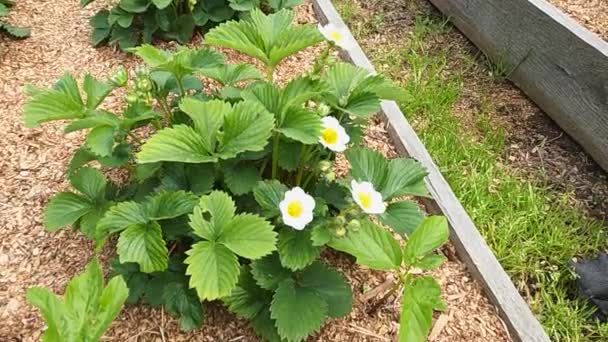 På en solig vårdag sängar av jordgubbsblommor — Stockvideo