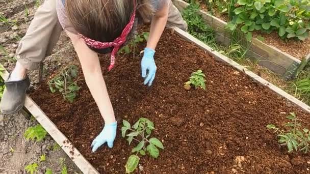 Das Gärtnermädchen nivelliert den Mulch auf den Beeten — Stockvideo