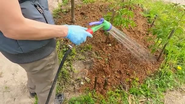 Ragazza giardiniere irrigazione del giardino a casa — Video Stock