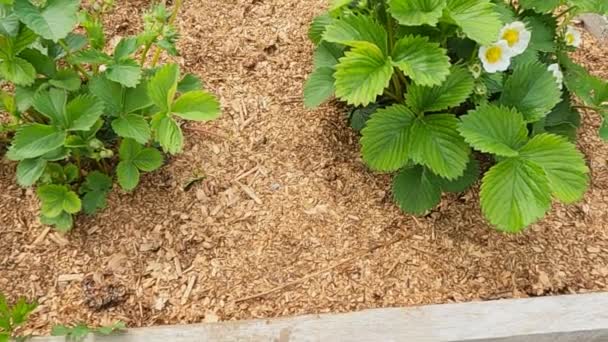 Las camas de jardín con fresas — Vídeos de Stock