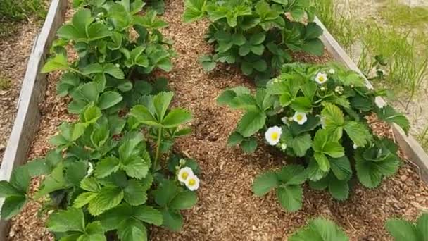 Trädgården en säng med jordgubbsbuskar ovanifrån — Stockvideo