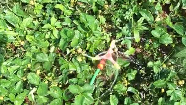 El verano caliente y seco el sistema de riego riega el jardín con fresas — Vídeo de stock
