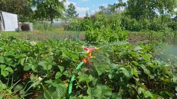 O verão seco quente o sistema de irrigação irriga o jardim com morangos — Vídeo de Stock