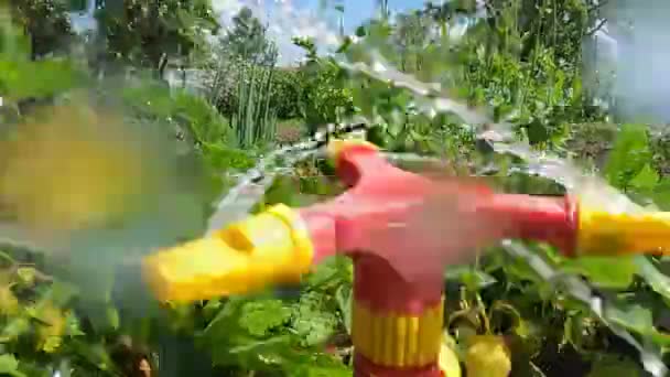 Teplé suché léto zavlažovací systém zavlažuje zahradu jahodami — Stock video