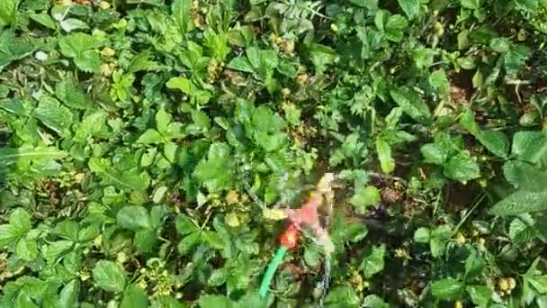 덥고 건조 한 여름에 관개 시설을 통해 정원에 딸기를 공급 한다 — 비디오