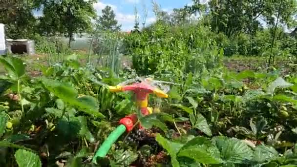 La calda estate secca il sistema di irrigazione irriga il giardino con le fragole — Video Stock