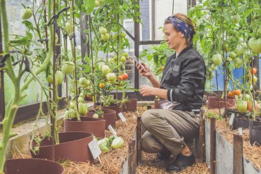 Hasat zamanı çiftçi kız telefonuyla bir serada domates fotoğrafı çekiyor.