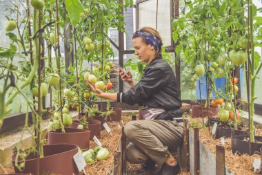 Hasat zamanı çiftçi kız telefonuyla bir serada domates fotoğrafı çekiyor.