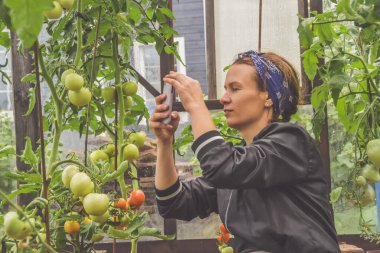 Hasat zamanı çiftçi kız telefonuyla bir serada domates fotoğrafı çekiyor.
