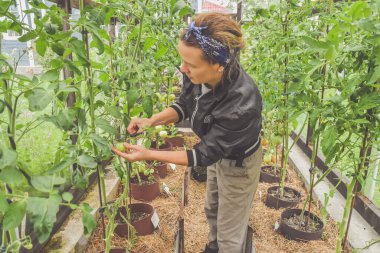 Bir çiftçi kız hasat mevsiminde seralarda domates kesiyor.