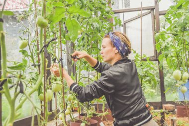 Bir çiftçi kız hasat mevsiminde seralarda domates kesiyor.