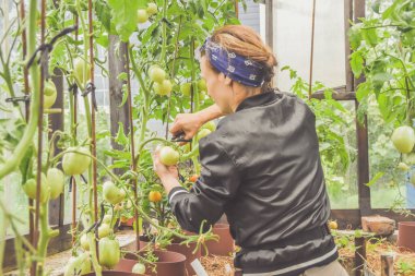 Bir çiftçi kız hasat mevsiminde seralarda domates kesiyor.