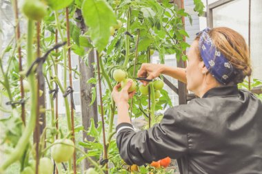 Bir çiftçi kız hasat mevsiminde seralarda domates kesiyor.