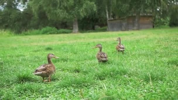 Patos Caminham Grama Perto Lago Dia Nublado Verão — Vídeo de Stock