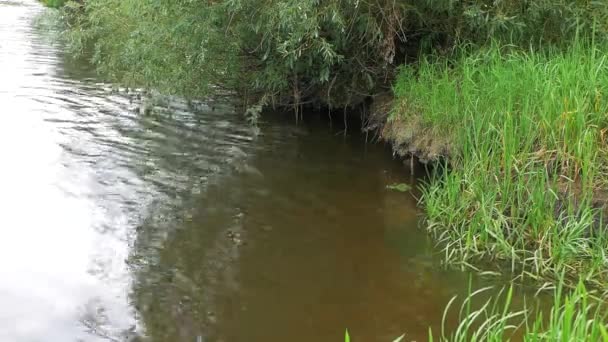 Naturaleza Creciendo Junto Orilla Del Río Verano — Vídeo de stock