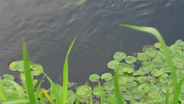 Natur Wächst Bei Sommerwetter Flussufer — Stockvideo