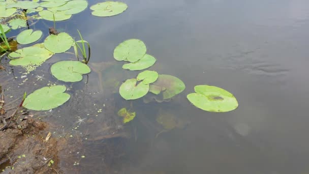 Příroda Rostoucí Břehu Řeky Letním Počasí — Stock video