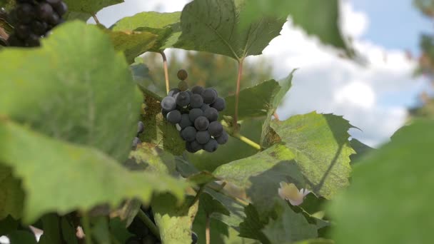 Mão Apanha Uvas Tempo Ensolarado — Vídeo de Stock