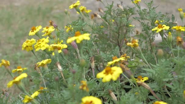 Jasne Żółte Kwiaty Słonecznej Pogodzie — Wideo stockowe