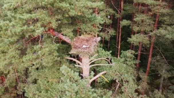 Vliegen Een Vogelnest Een Hoge Boom Bij Zonnig Weer — Stockvideo