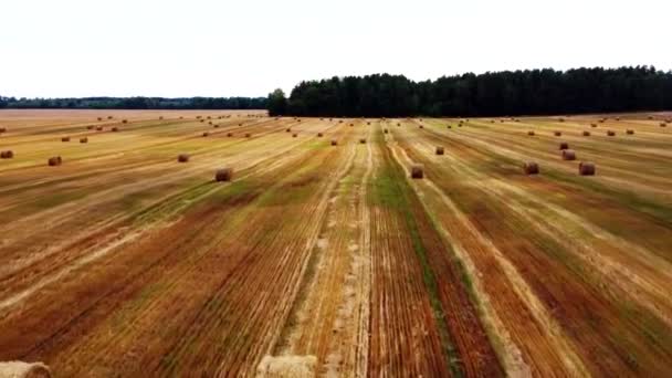 带着收割的小麦成堆地飞过田野 — 图库视频影像
