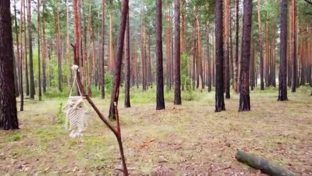 Dron Lata Między Drzewami Piękny Materiał Filmowy Jesiennego Lasu — Wideo stockowe